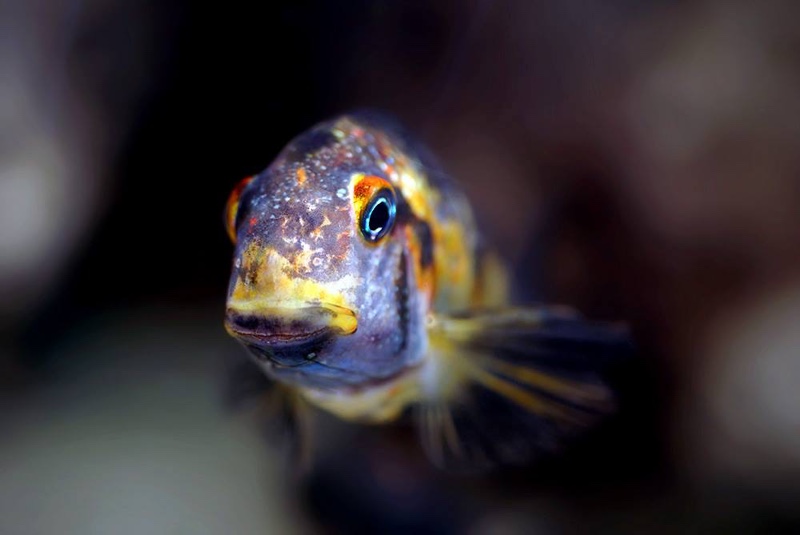 Tropheus moorii 'Kalambo Lodge' Kushangaza